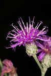 Giant ironweed